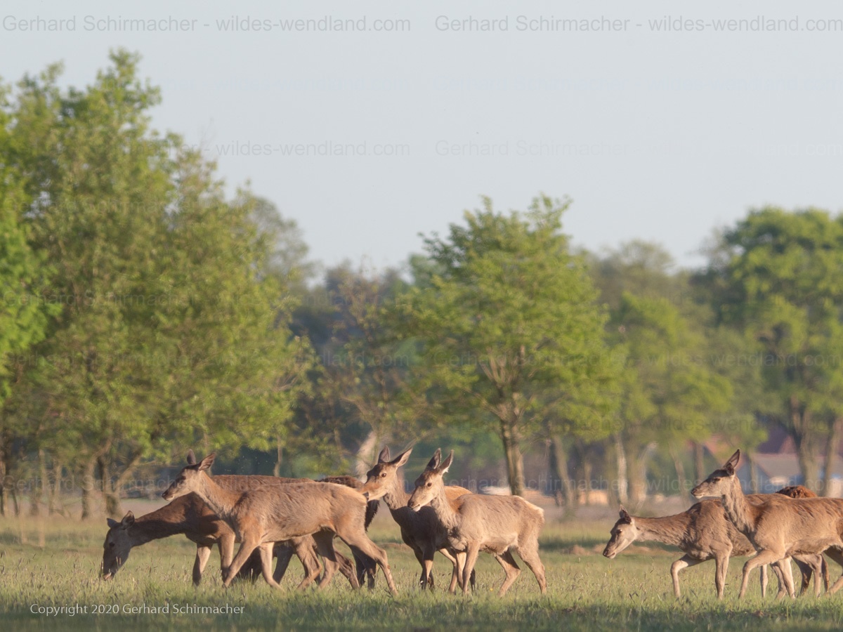 Rotwild im Rudel