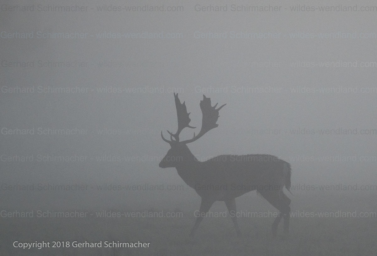 Damhirsch