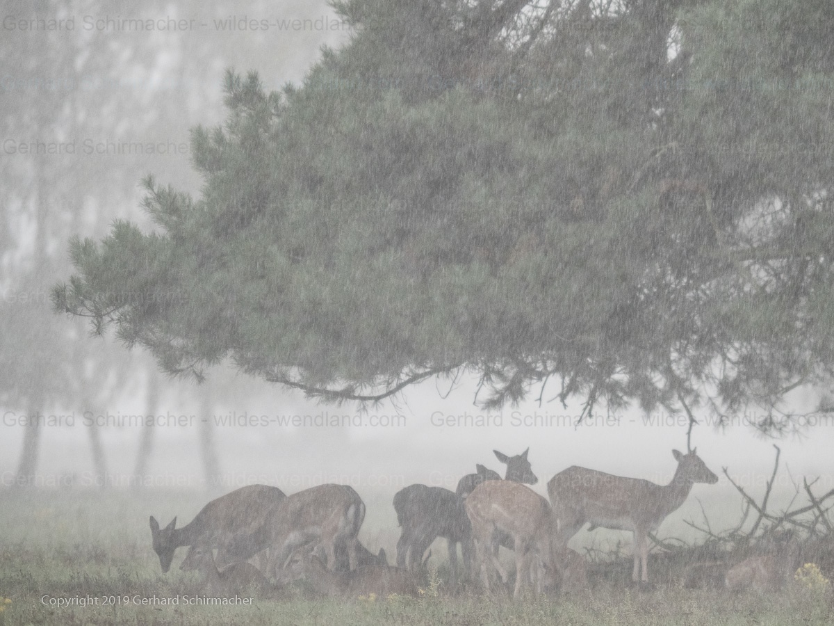 Damwildrudel im Regen