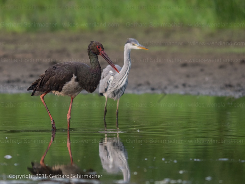Schwarzstorch und Graureiher