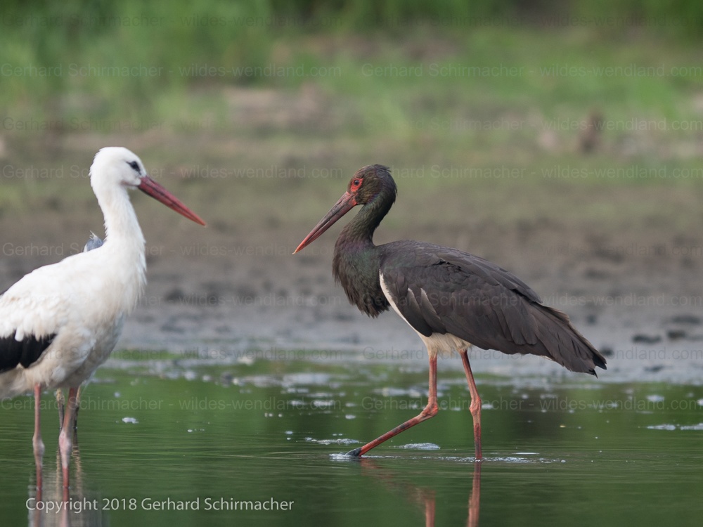 Weiss- und Schwarzstorch