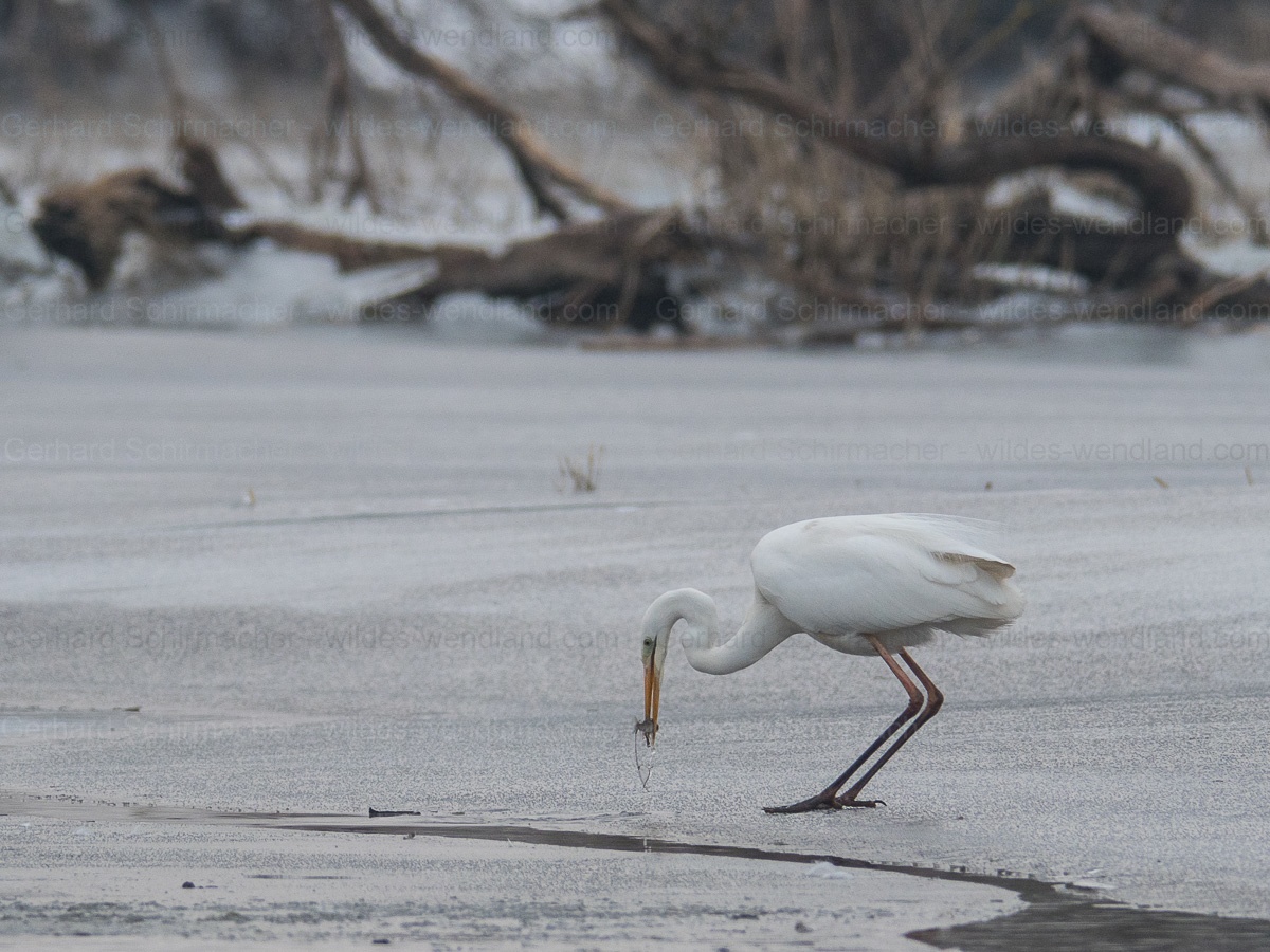 Silberreiher mit Beute