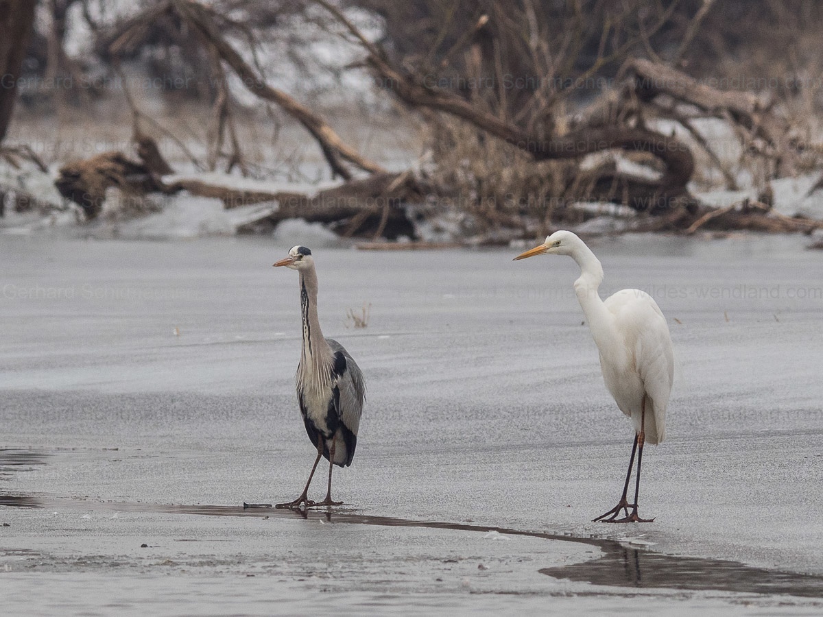 Grau- und Silberreiher