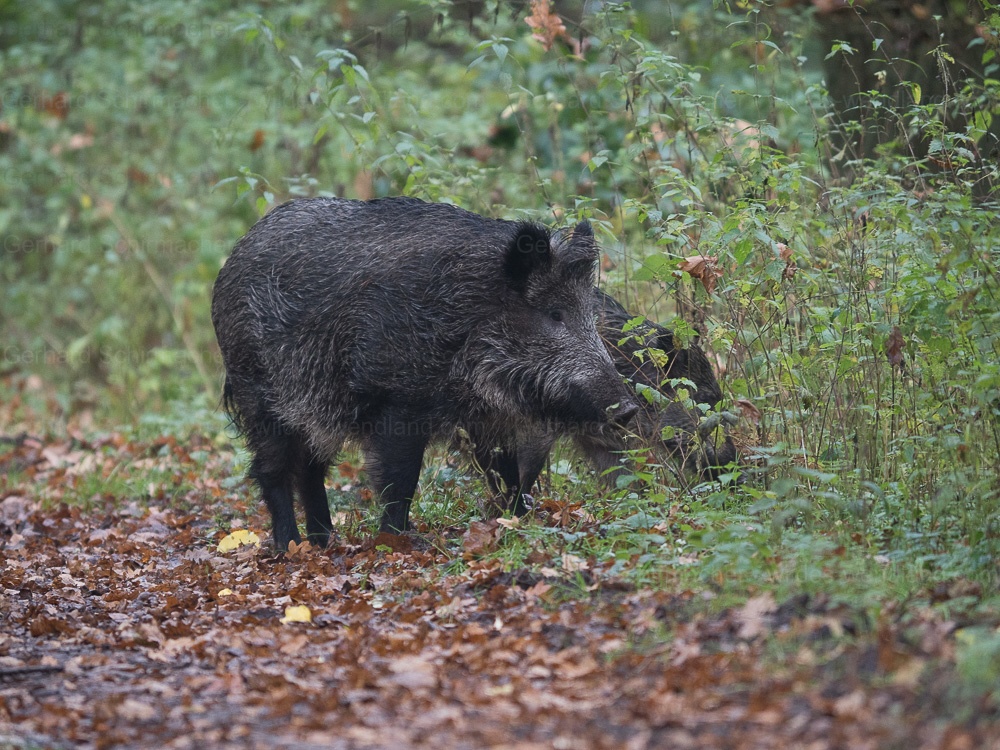 Wildschwein