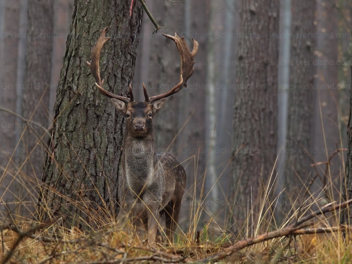 Damhirsch