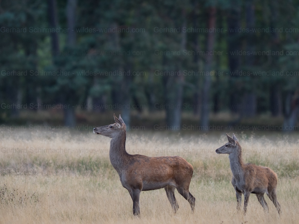 Rotwild, ALttier mit Kalb