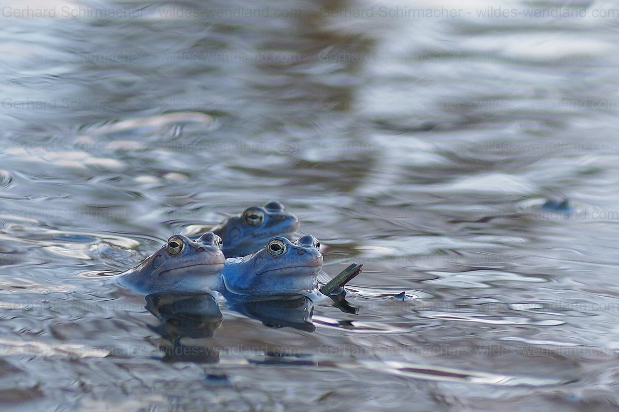 Moorfrösche