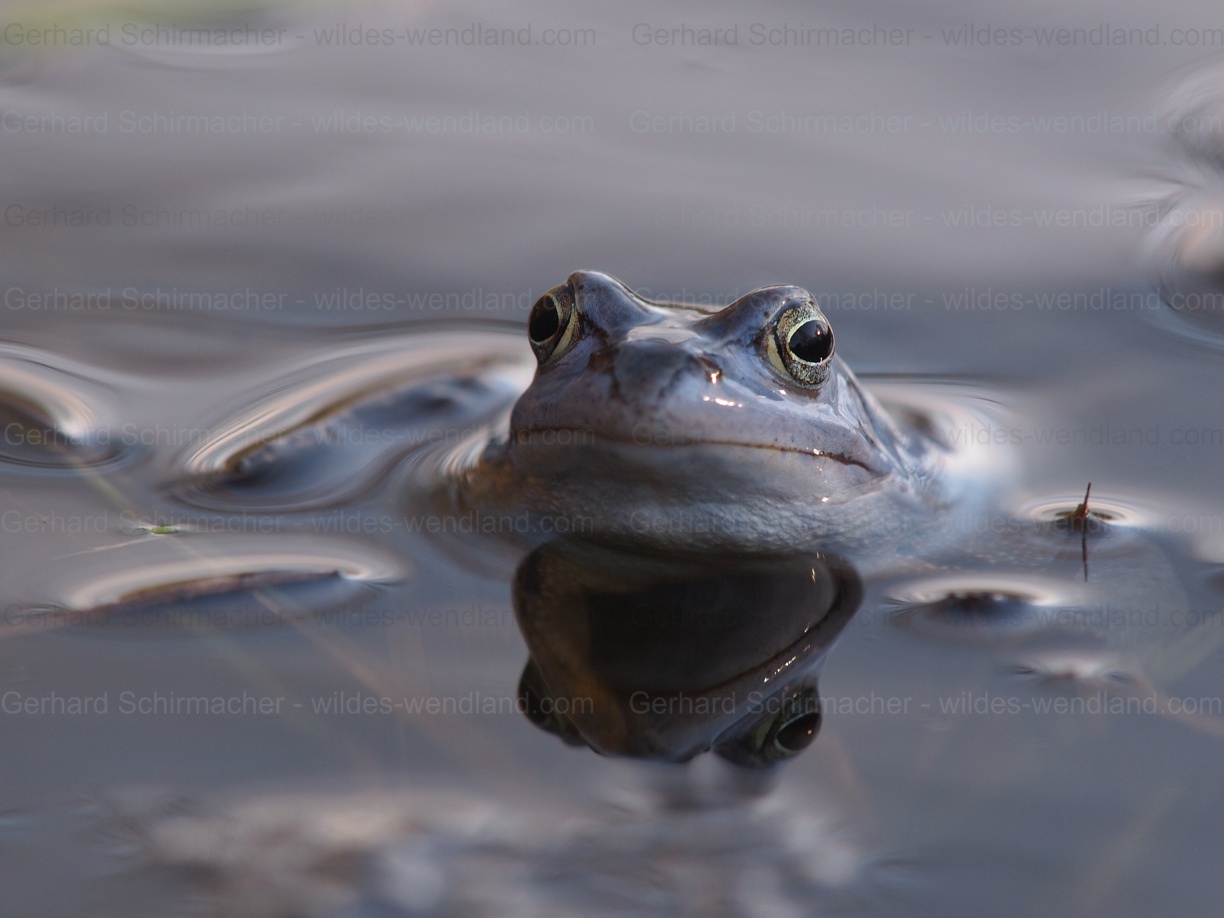 Moorfrosch