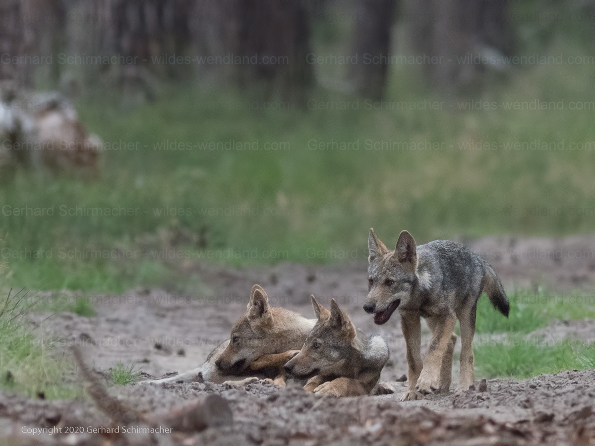Jungwölfe liegen auf einem Forstweg