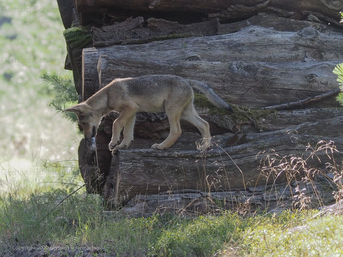 Jungwolf auf einem Holzstapel