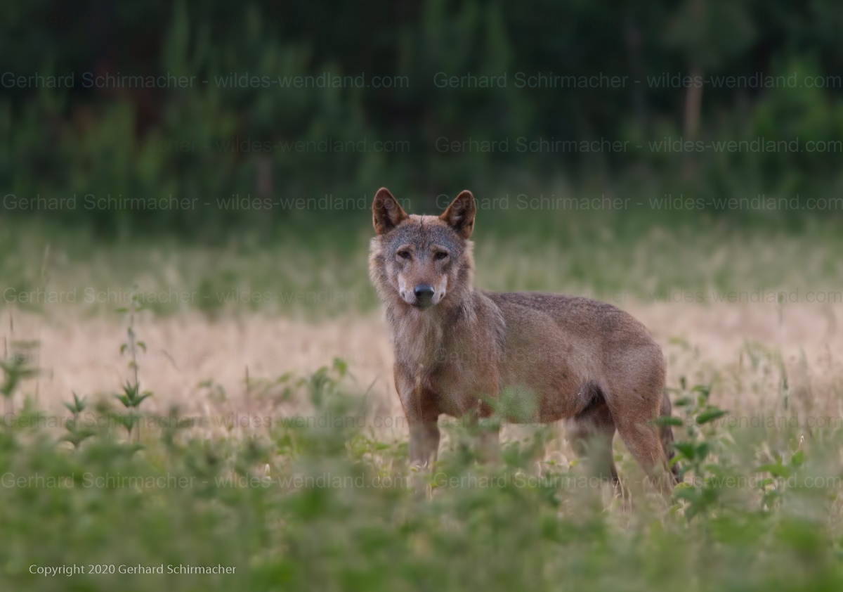 Wolf