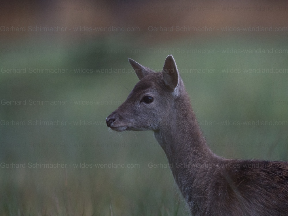 Damwildkalb