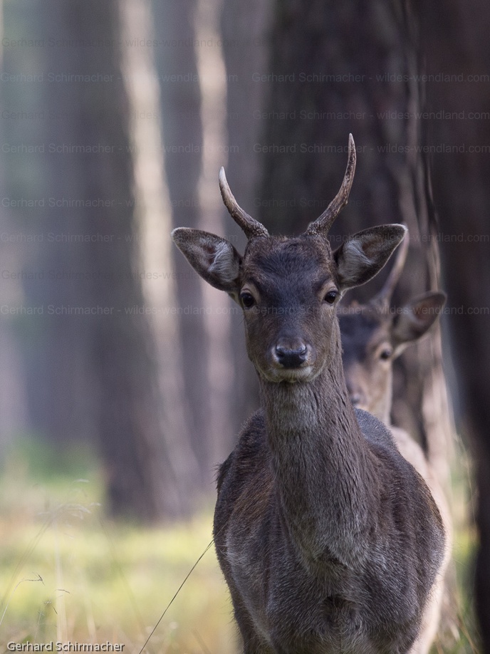 junger Damhirsch (Spießer)