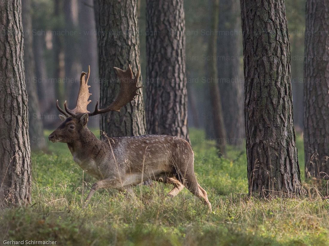 Damhirsch