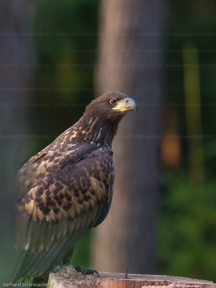 Seeadler im Wald