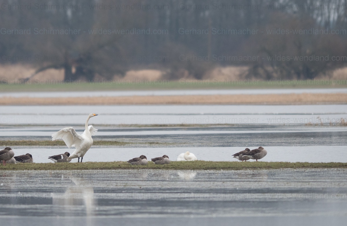 Singschwäne und Gänse