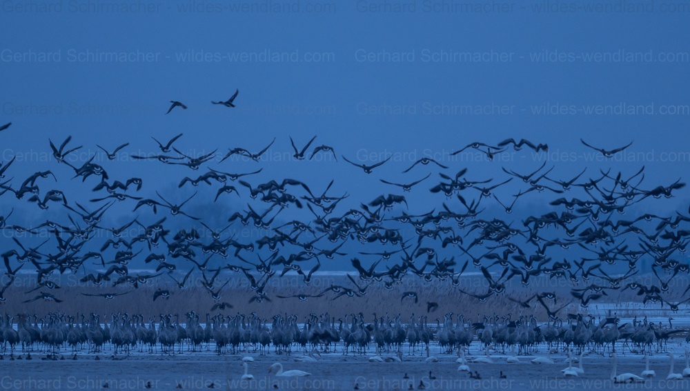 auffliegende Gänse und Kraniche
