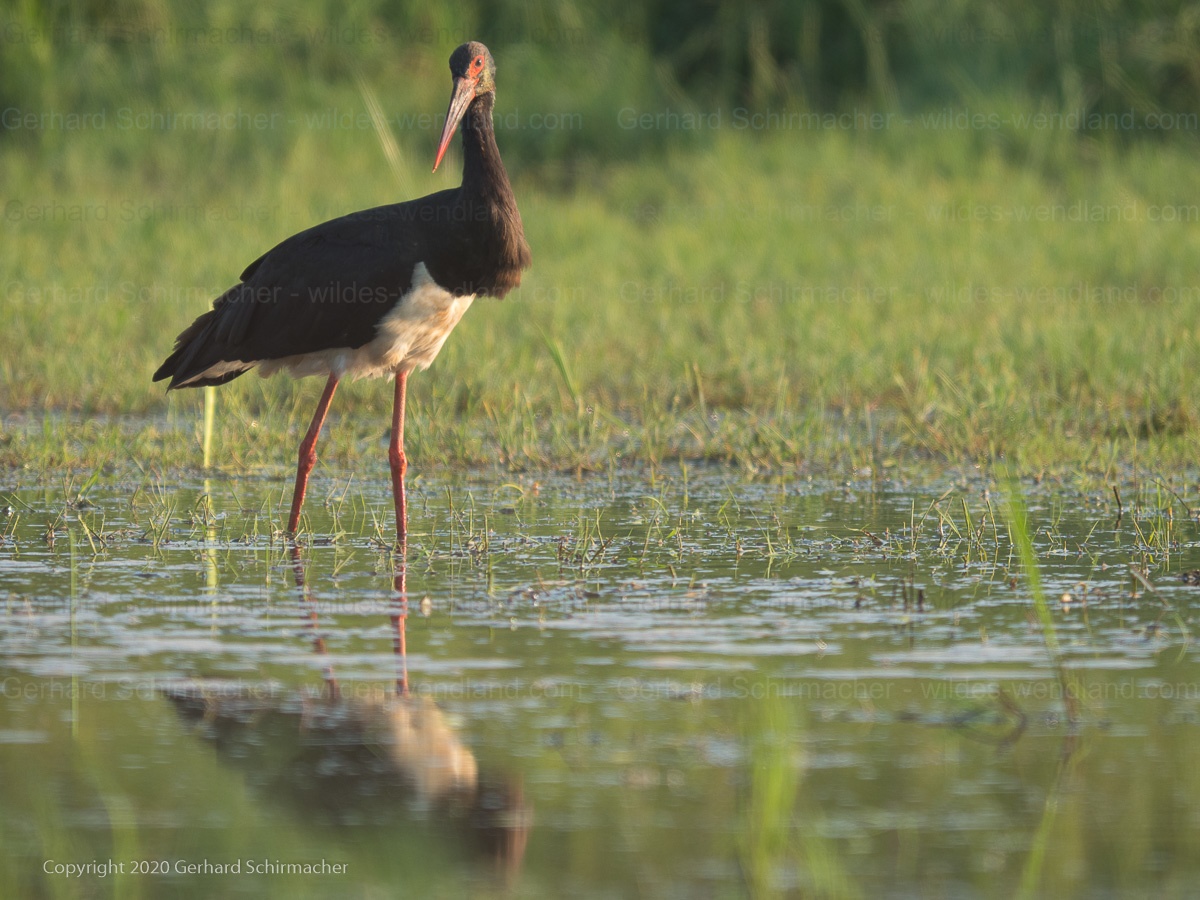 Schwarzstorch in der Elbaue