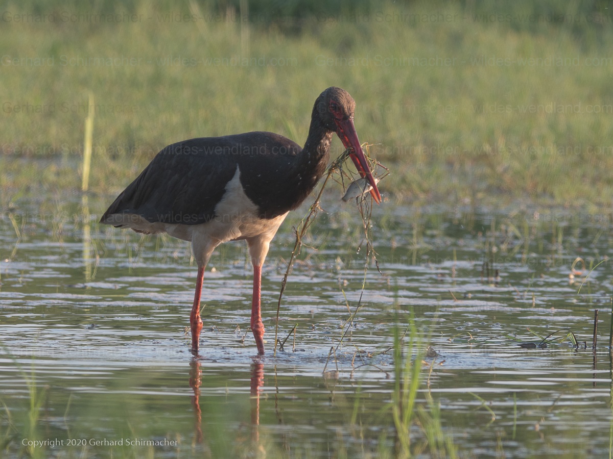 Schwarzstorch in der Elbaue