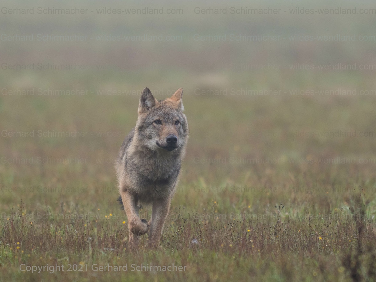 Wolf zieht auf den Fotografen zu