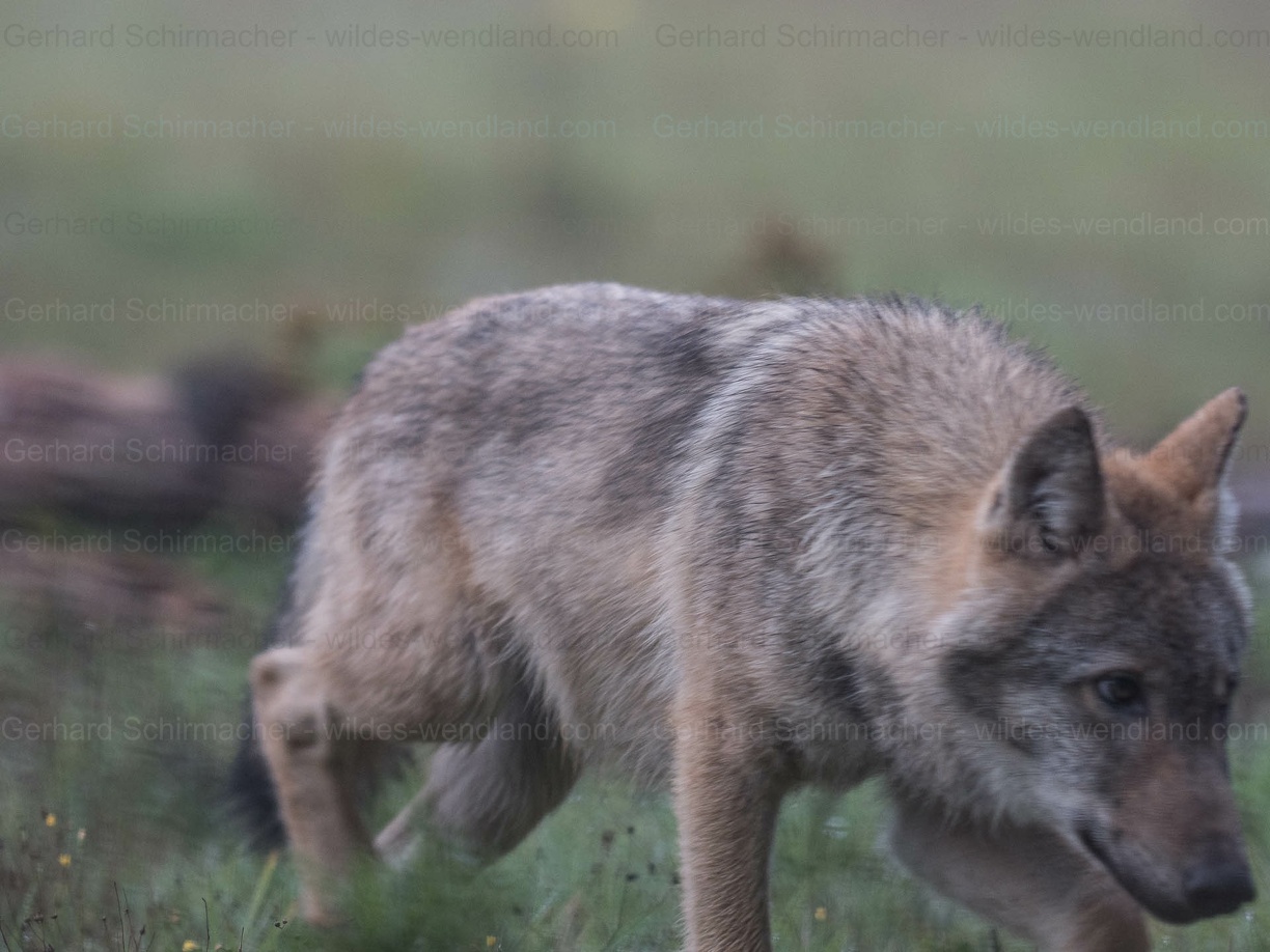 Wenn der Wolf so nahe kommt, das man nur noch blind auslösen kann