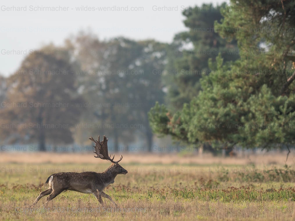 Schafler in der Morgensonne