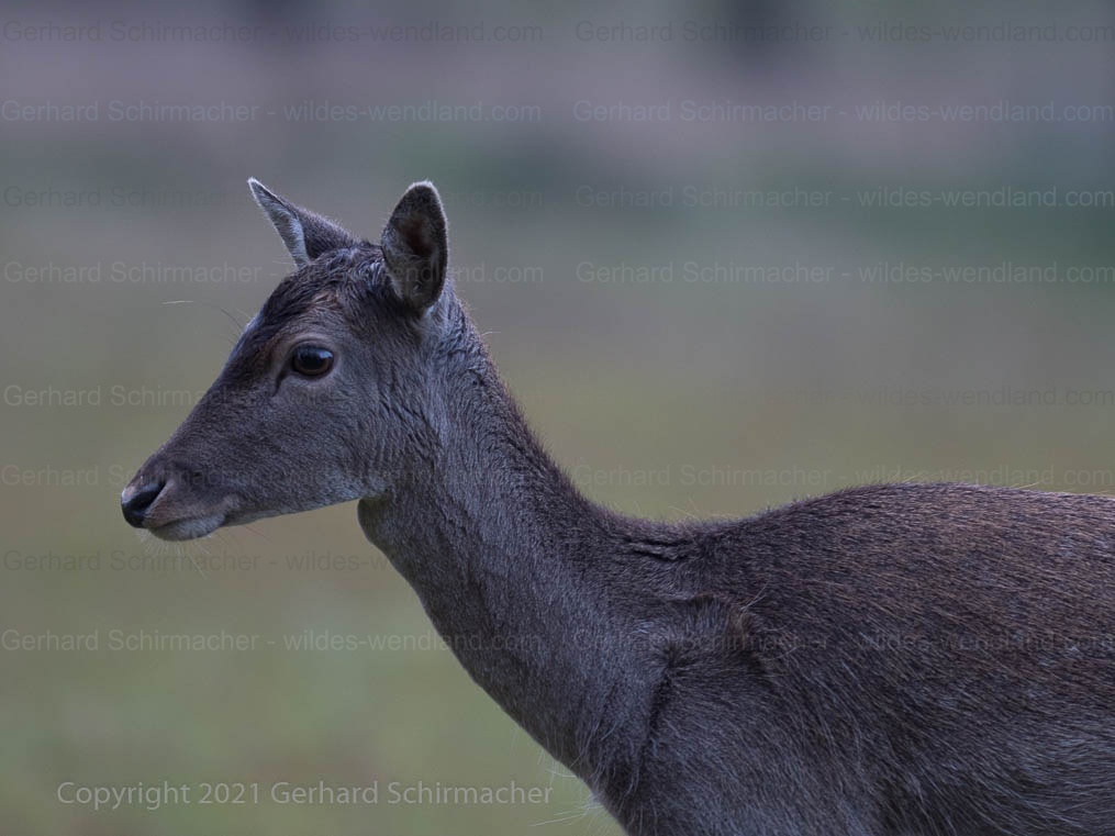 Immer toll, wenn sich das Wild so weit nähert