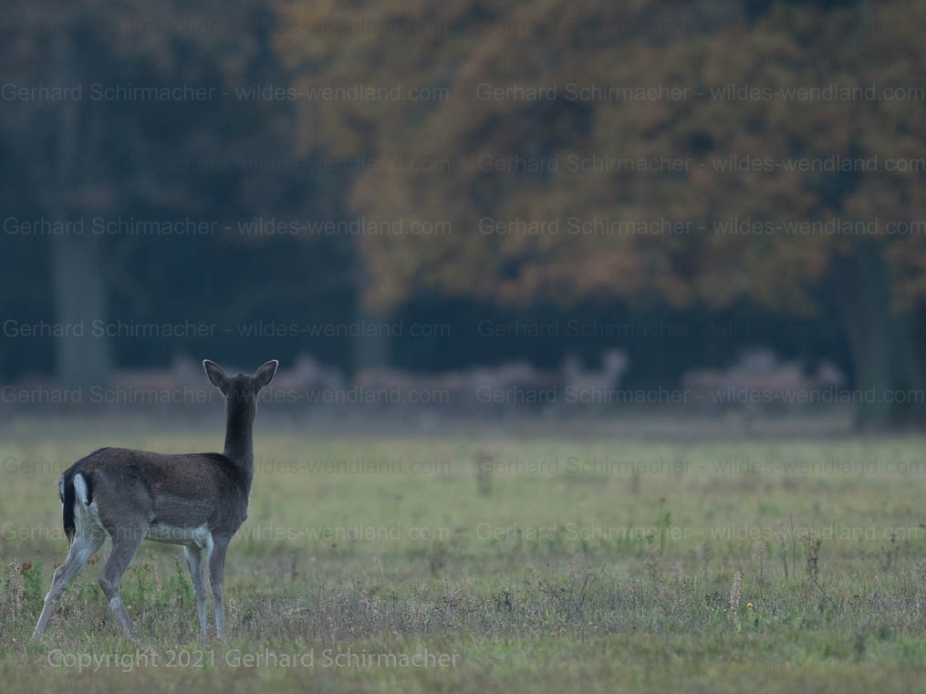 Das Rotwild brunftet noch, das Damwild denkt auch schon dran