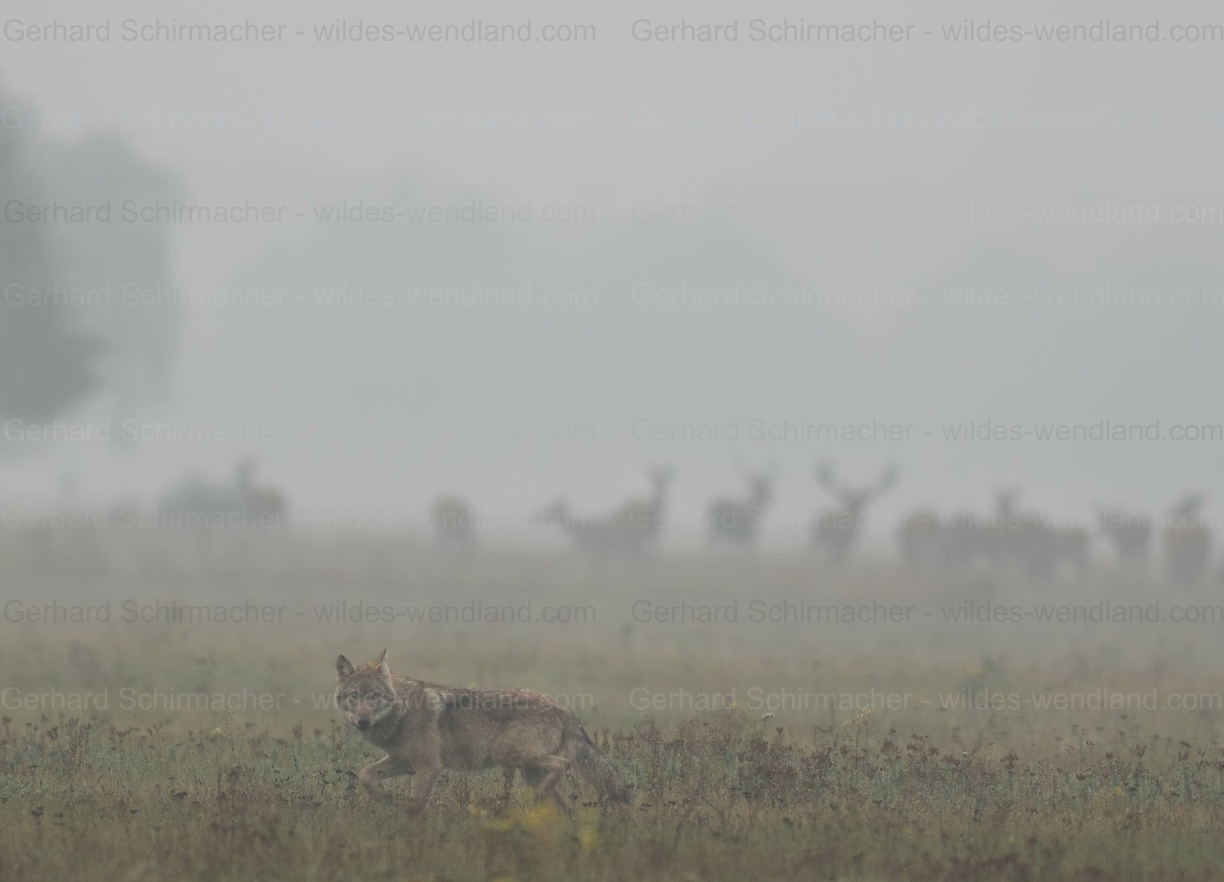 Wolf vor dem Brunftrudel