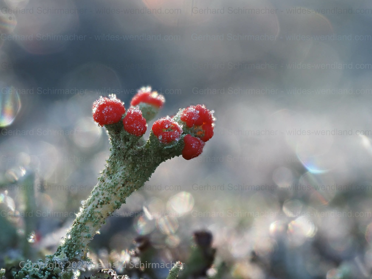 Flechte im Rauhreif (Cladonia sec. / Scharlachflechte)