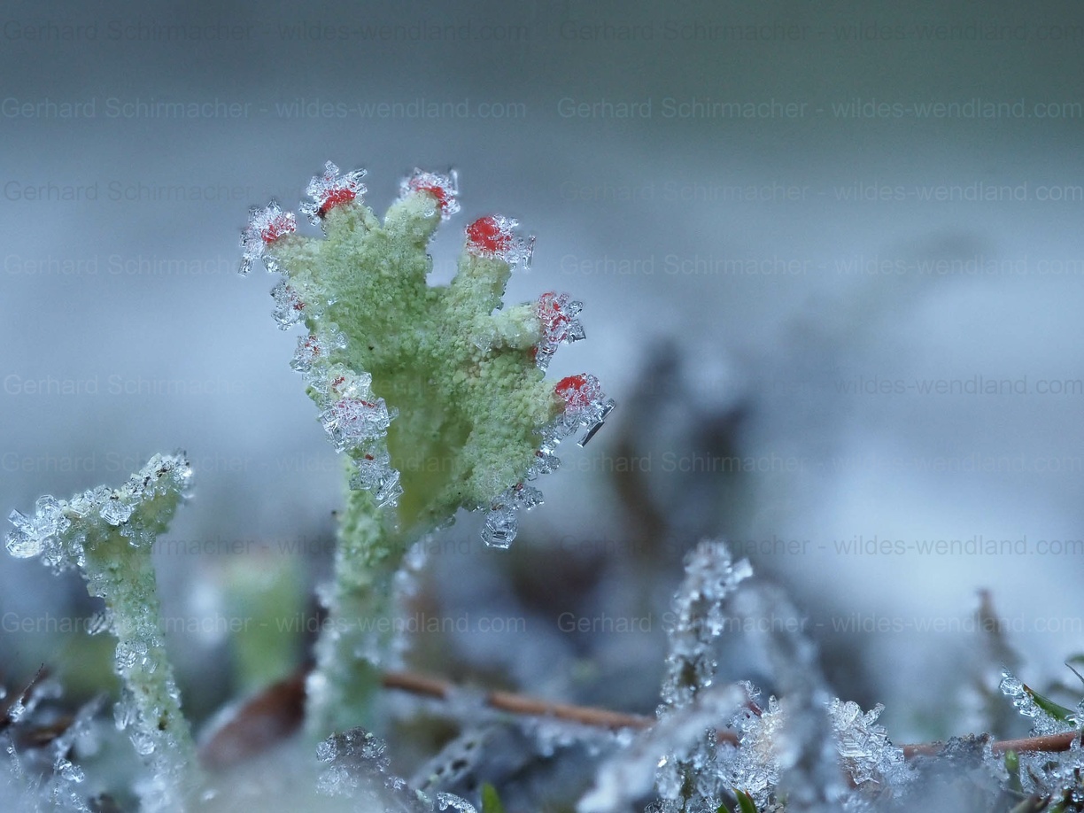 Flechte im Rauhreif