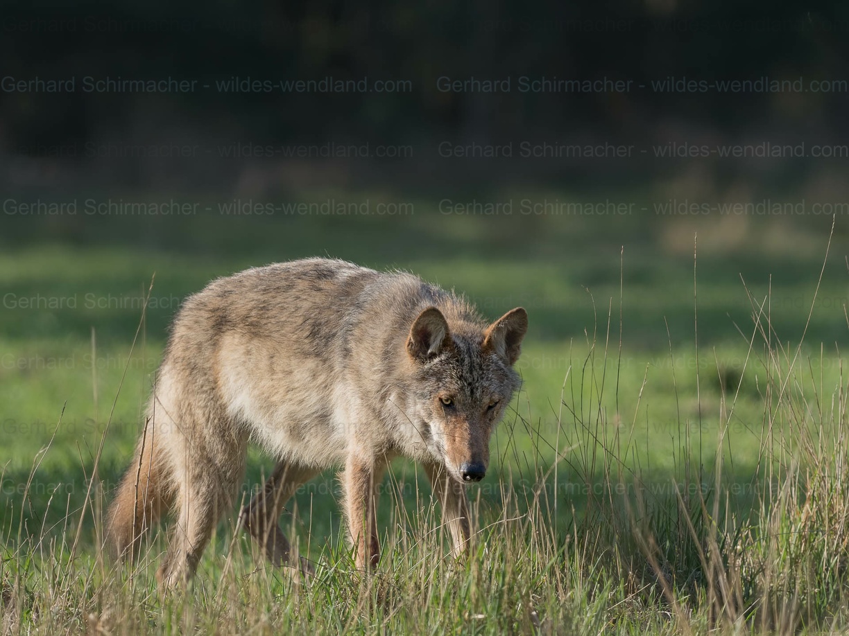 P4250524-Bearbeitet-1