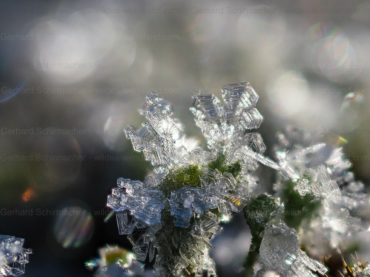 Flechten mit Rauhreif