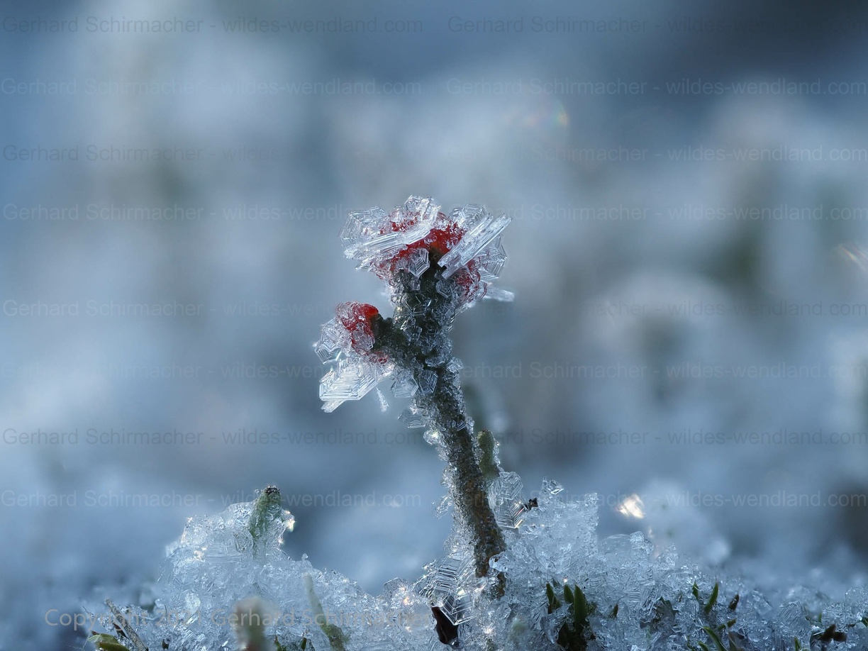 Cladonia mit Rauhreif