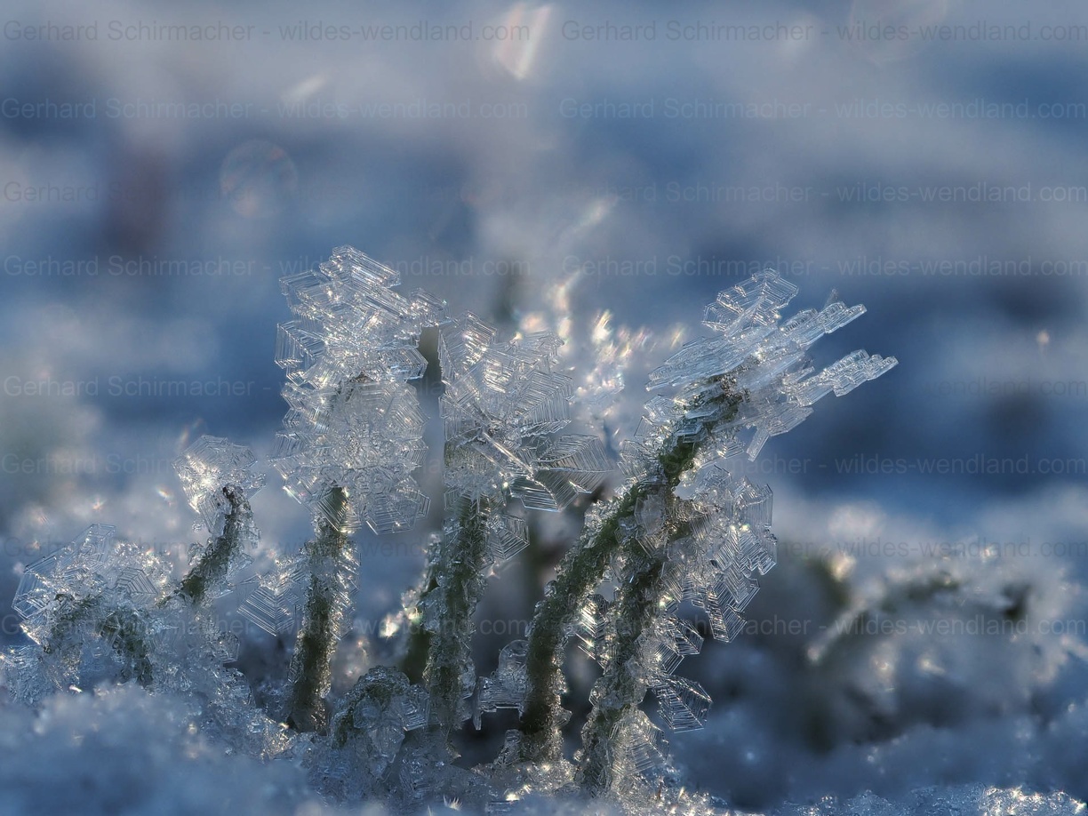 Flechten mit Rauhreif